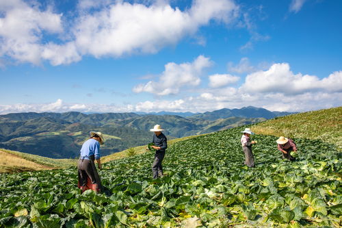 漢源高山農作物 勾勒美麗鄉村畫卷